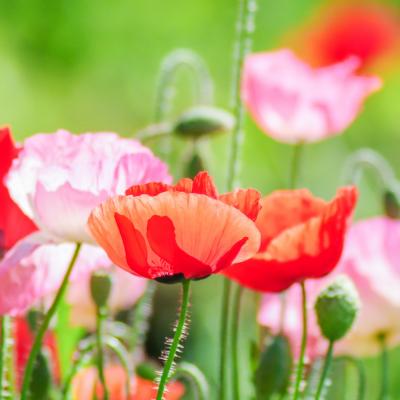 Red And Pink Poppy Flowers In A Field Red Papaver1